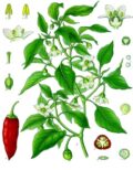 Pimiento: imagen 3