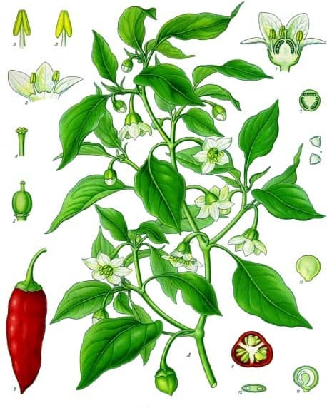 Pimiento: imagen 3