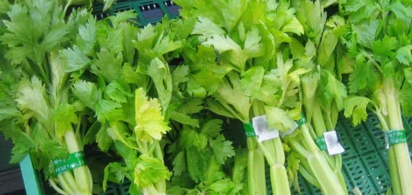 Verduras ecológicas, apio fresco certificado, hortalizas sostenibles, productos orgánicos en tienda ecológica, huerto.bio.