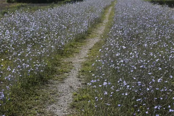 Camino agrícola en campo de flores silvestres, naturaleza y agricultura ecológica.