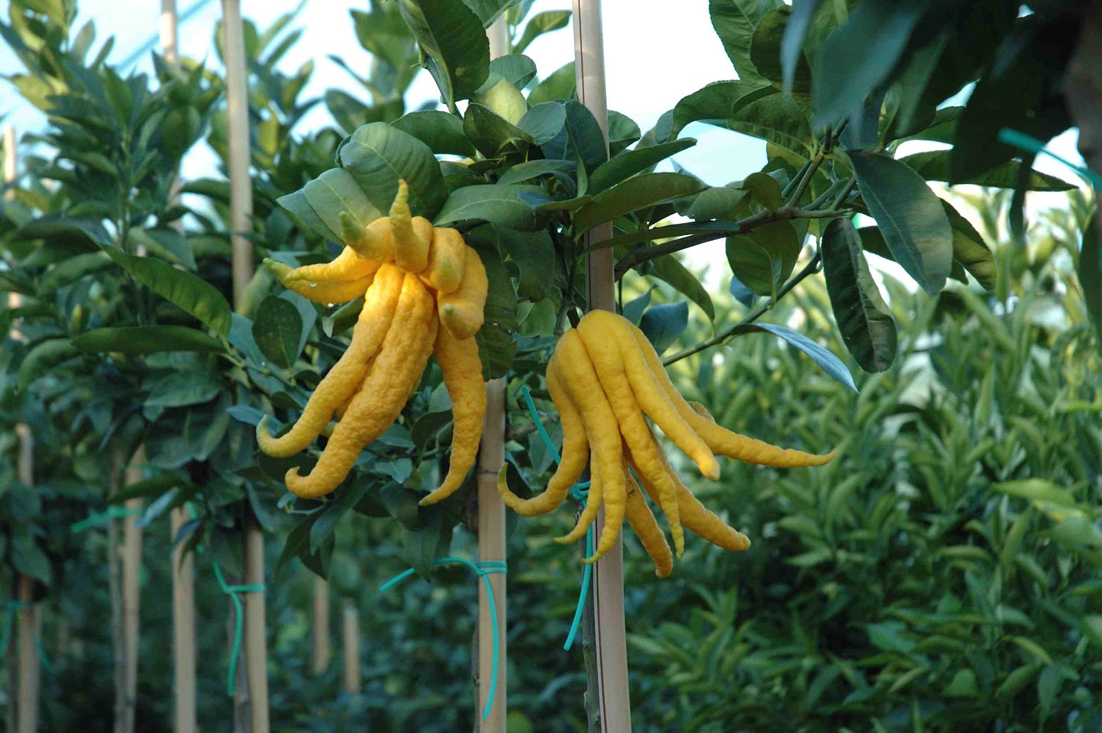 Quita de limón en cultivo ecológico, variedad de fruta cítrica orgánica en huerto sostenible, excelente para jugos naturales y recetas saludables, cultivada con métodos ecológicos y sostenibles en huerto.bio.