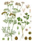 Cilantro: imagen 3