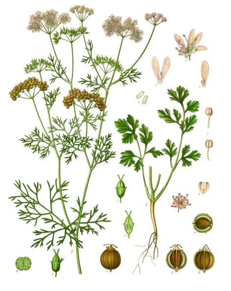 Cilantro: imagen 3