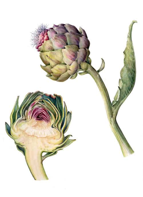 Artemisa y alcachofa fresca de huerto.bio, ingredientes ecológicos para cocina saludable, alimentos orgánicos, dieta vegana y vegetarianismo, productos de huerto ecológico.