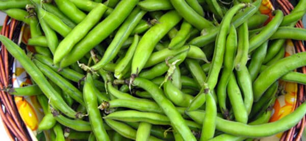 Badea judía verde ecológica en cesta de mimbre, verduras frescas y saludables. Calidad orgánica, cultivo sostenible y sabor natural. Ideal para una alimentación equilibrada y nutritiva.
