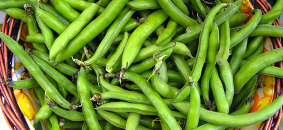 Badea judía verde ecológica en cesta de mimbre, verduras frescas y saludables. Calidad orgánica, cultivo sostenible y sabor natural. Ideal para una alimentación equilibrada y nutritiva.