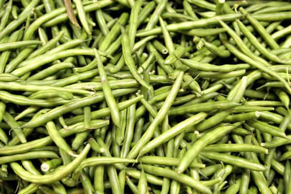 Hierbabuena fresca, hortalizas ecológicas, productos orgánicos, agricultura sostenible, huerto bio.