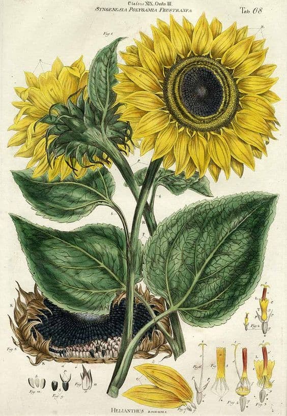 Sunflower botanical illustration, detailed vintage art of sunflower plant with green leaves and vibrant yellow blooms. Perfect for gardening, botanical research, and nature enthusiasts.