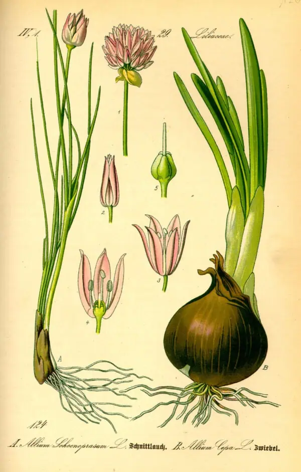 Cebolla de huerto botanical ilustration, planta de cultivo orgánico, alimentos ecológicos, ideal para huertos naturales y agricultura sustentable.