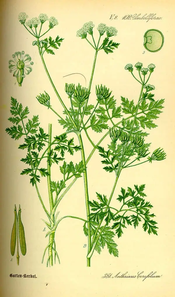 Hierba gatera, planta aromática y medicinal, con hojas verdes y delicadas flores blancas en forma de umbela, utilizada en infusiones y como repelente natural para mascotas. Ilustración botánica detallada de la especie Anthriscus cerefolium.