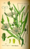 Cactus edible y flor de tabaco en ilustración vintage, planta de cactus y flor en tonos verdes y beige, ilustración botánica detallada para cultivar en huertos ecológicos.