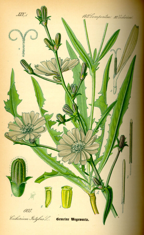 Cactus edible y flor de tabaco en ilustración vintage, planta de cactus y flor en tonos verdes y beige, ilustración botánica detallada para cultivar en huertos ecológicos.