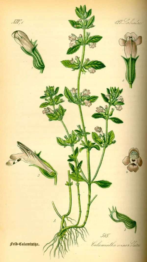 Caléndula officinalis, planta aromática y medicinal, con flores naranjas y hojas verdes, utilizada en remedios naturales y cosmética, con ilustración vintage botánica.
