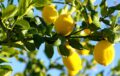 Limones amarillos en árbol de huerto ecológico, cultivo orgánico, agricultura sostenible y frutas frescas de temporada.