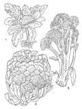 Coliflor: imagen 4