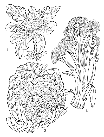 Coliflor: imagen 4