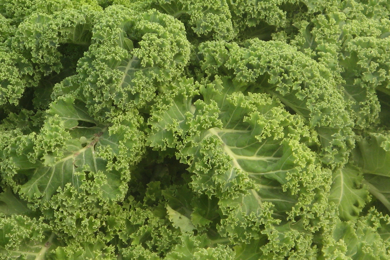 Verduras ecológicas frescas con hojas rizadas y textura crujiente, ideal para ensaladas y alimentación saludable, cultivadas en huertos sostenibles de Huerto.Bio.