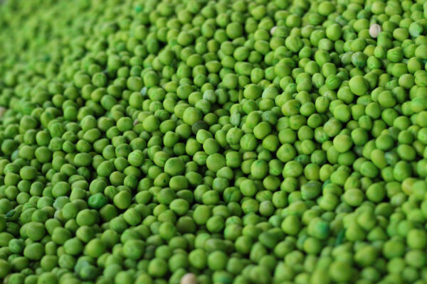 Verduras ecológicas frescas y saludables, ideales para cocinar en casa, en un huerto orgánico certificado. Calidad y sabor garantizado en cada cosecha.