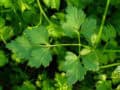 Crujiente perejil fresco orgánico para cocina saludable y saludable, cultivado en huerto ecológico, perfecta para recetas naturales y sabor auténtico en tu hogar.