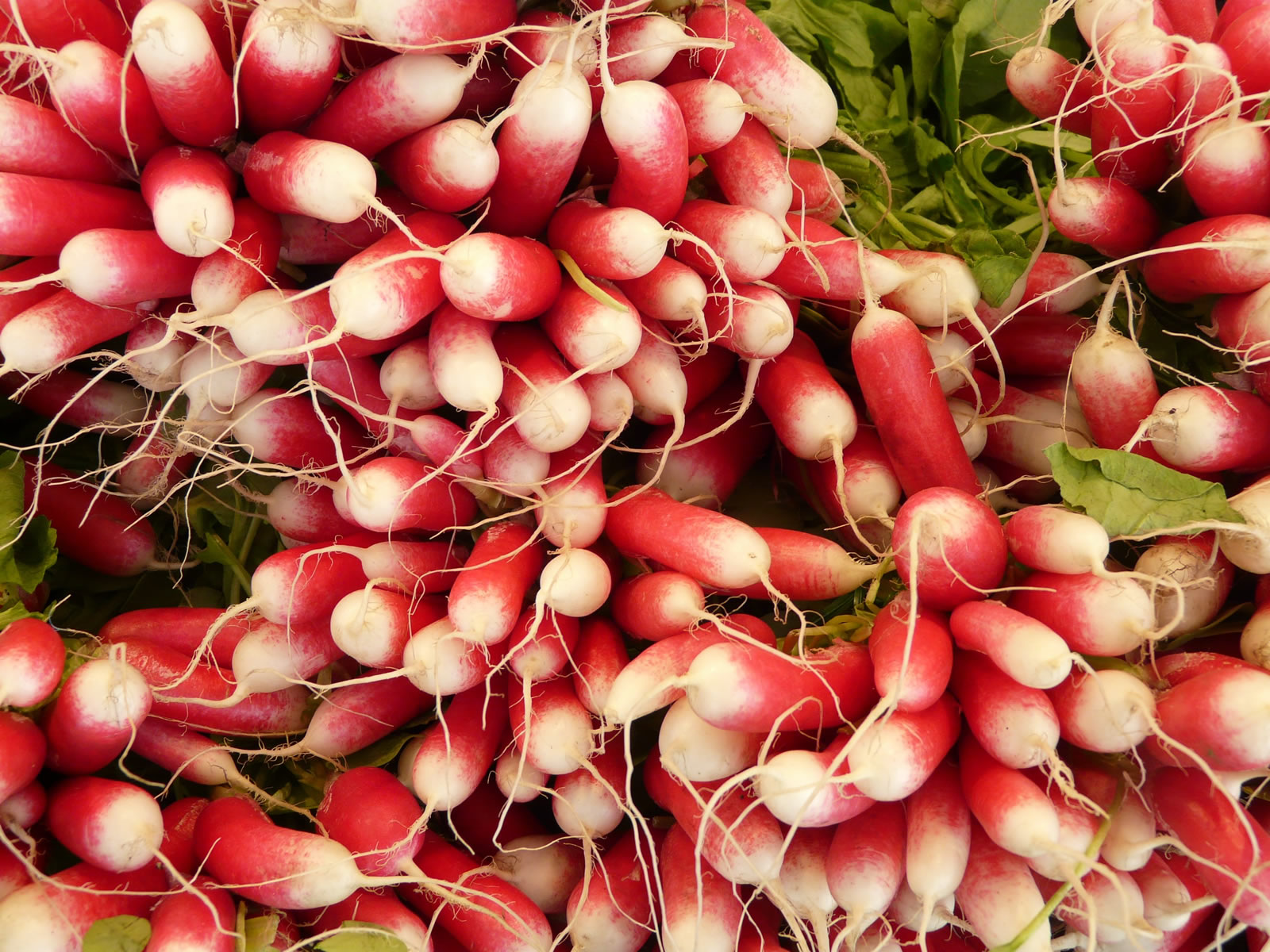 Rábanos frescos y orgánicos en variedad de tamaños y colores, ideales para una alimentación saludable y natural en huerto.bio.