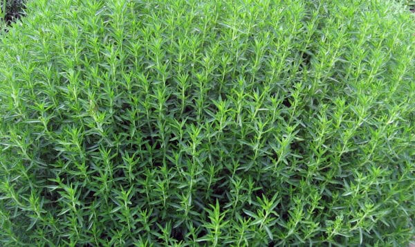 Hierba aromática de cultivo ecológico, ideal para cocina saludable y huertos orgánicos, resistente y fácil de cuidar.