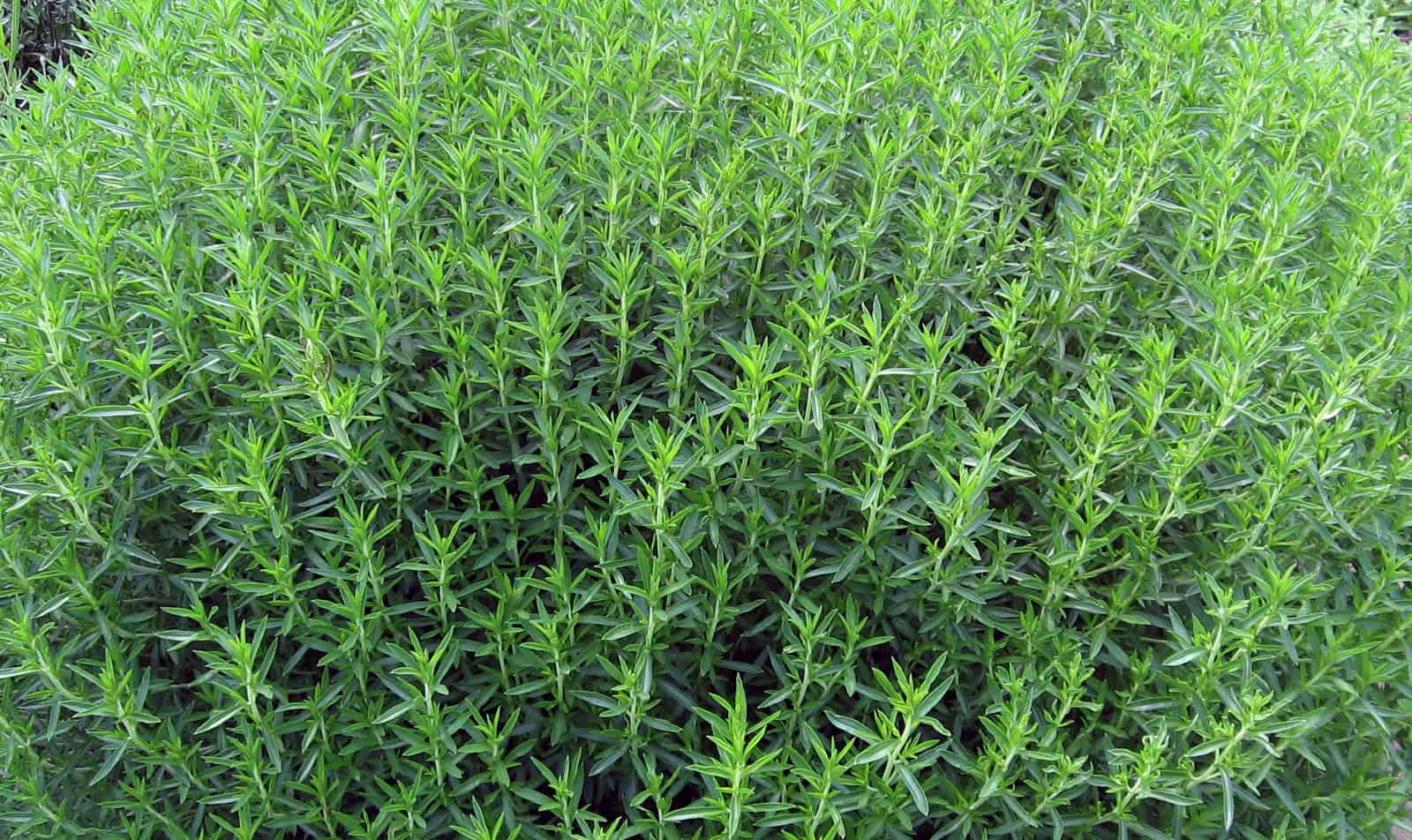 Hierba aromática de cultivo ecológico, ideal para cocina saludable y huertos orgánicos, resistente y fácil de cuidar.