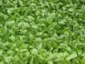 Verdor de hojas de col rizada cultivadas orgánicamente en huerto ecológico.