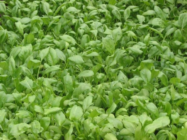 Verdor de hojas de col rizada cultivadas orgánicamente en huerto ecológico.