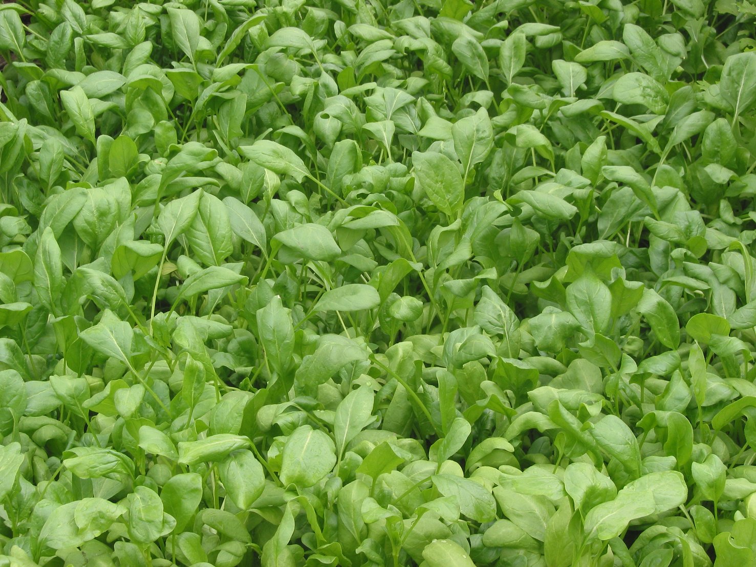 Verdor de hojas de col rizada cultivadas orgánicamente en huerto ecológico.