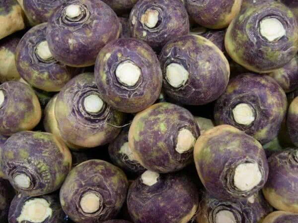 Bulbos de nabo morado frescos, ideales para agricultura ecológica y consumo natural en huertos sostenibles.