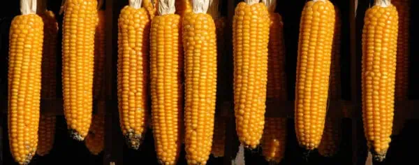 3471-corniz-blanco-y-amarillo-en-venda-organica-para-huerto-bio.jpg.