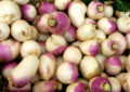 Zanahorias blancas y moradas frescas y orgánicas de huerto ecológico.