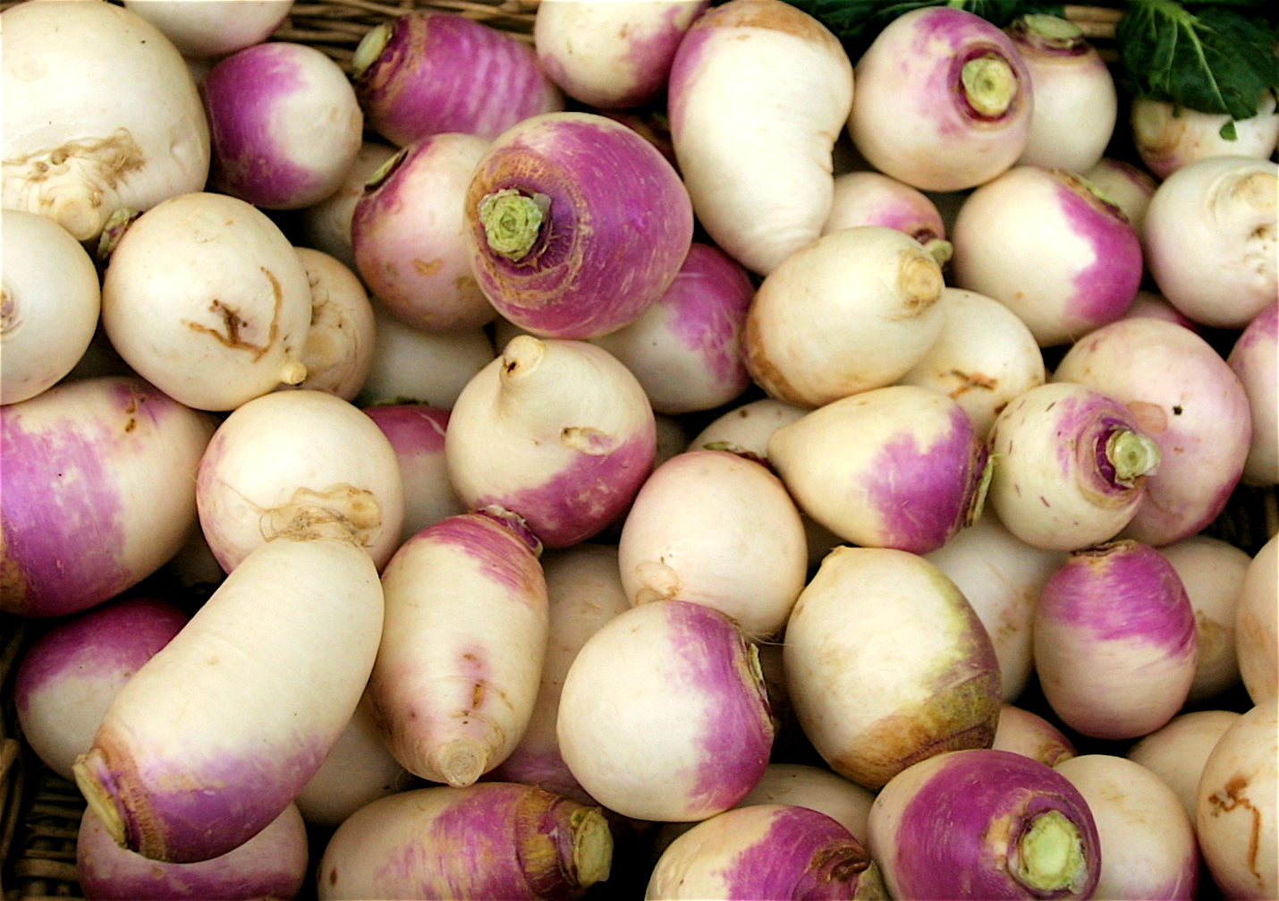Zanahorias blancas y moradas frescas y orgánicas de huerto ecológico.