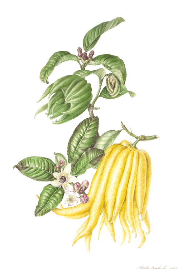 Caña de azúcar con hojas verdes y flores blancas, ilustración realista para agricultura ecológica y cultivo sostenible.