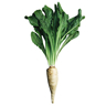 Verdolaga orgánica fresca en huerto ecológico, saludable y sostenible.