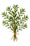 Fresca ramillete de romero orgánico para cocina saludable y remedios naturales, cultivo ecológico, ideal para infusiones y aromatizar alimentos, en un entorno sostenible y natural.