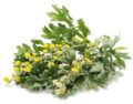 Verde hoja de hierbas aromáticas con flores amarillas, frescas y ecológicas para cocina saludable y naturaleza.
