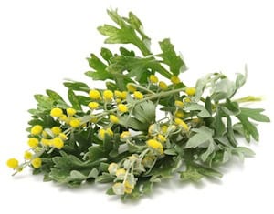 Verde hoja de hierbas aromáticas con flores amarillas, frescas y ecológicas para cocina saludable y naturaleza.