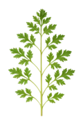 Hierba de perejil fresca, planta aromática orgánica para cocina y huertos ecológicos, ideal para cultivo en casa y en agricultura biológica.