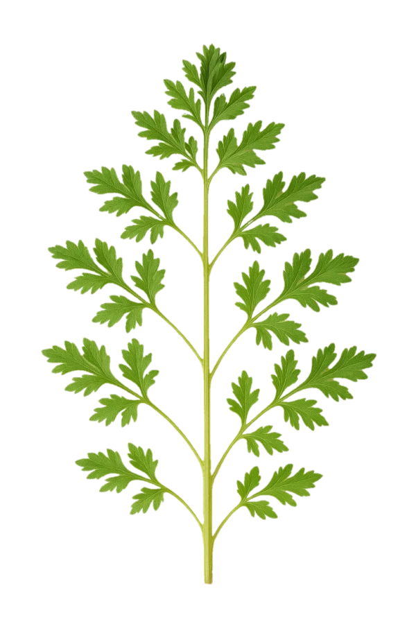 Hierba de perejil fresca, planta aromática orgánica para cocina y huertos ecológicos, ideal para cultivo en casa y en agricultura biológica.