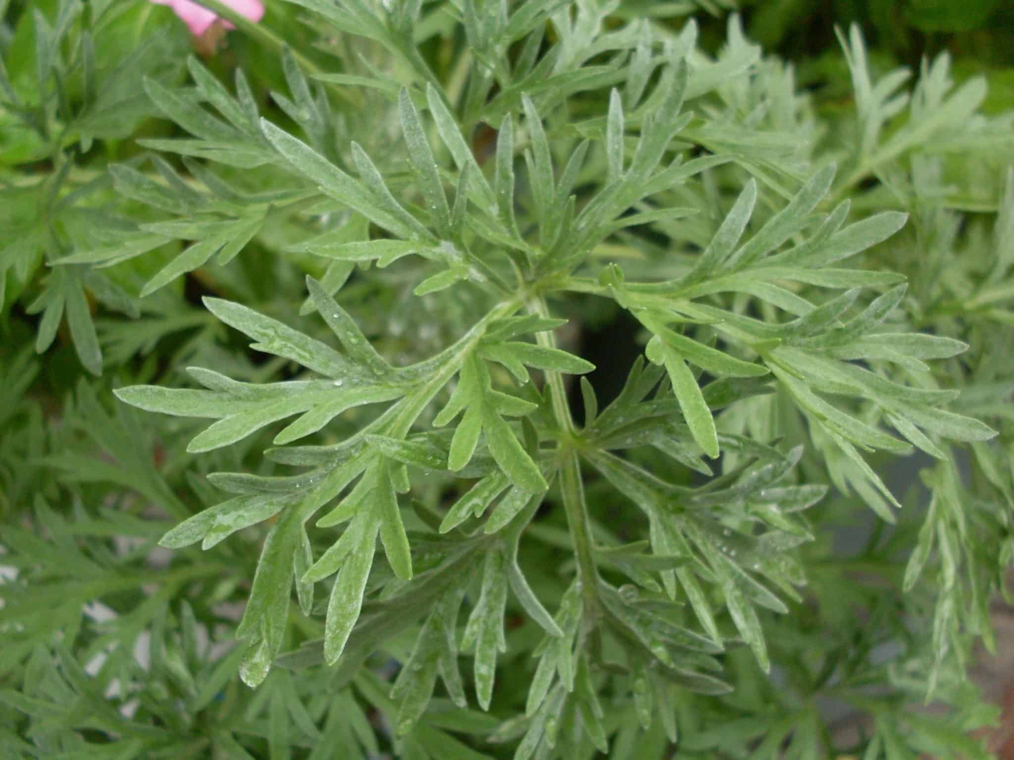 Filenames: huerto.bio-hierba-lechuga-mediterranea.jpg.