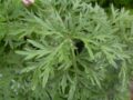 Fichero: hierba-aromatica-plantas-jardin-huerto-bio.jpg.
