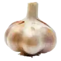 Bulbo de ajo orgánico, cultivo ecológico, saludable y natural, ideal para la cocina saludable y recetas tradicionales, en huerto.bio.