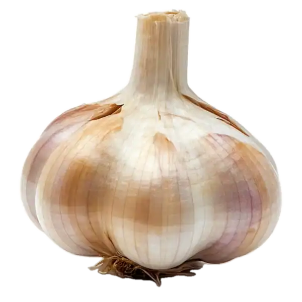 Bulbo de ajo orgánico, cultivo ecológico, saludable y natural, ideal para la cocina saludable y recetas tradicionales, en huerto.bio.