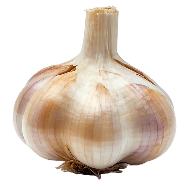 Bulbo de ajo orgánico, cultivo ecológico, saludable y natural, ideal para la cocina saludable y recetas tradicionales, en huerto.bio.