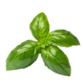 Albahaca