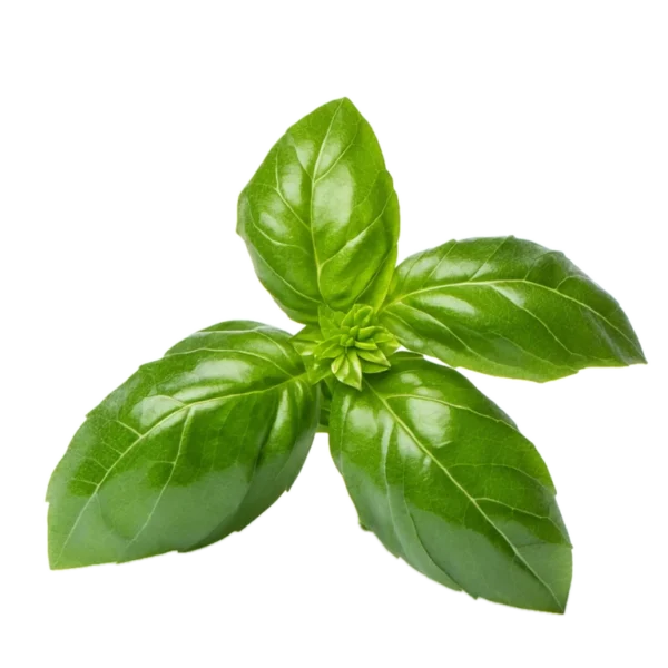 Albahaca: imagen 1