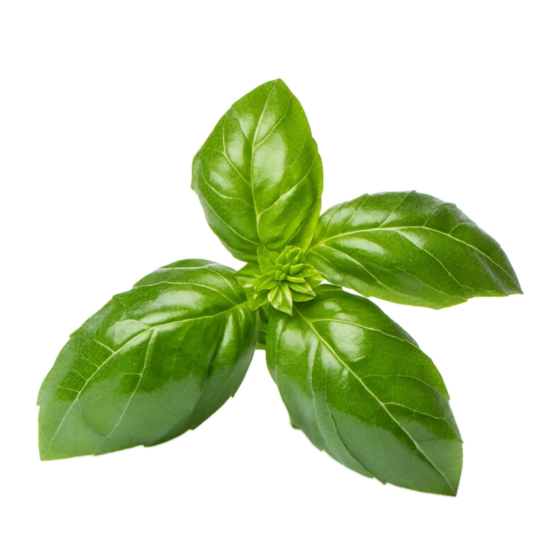 Albahaca: imagen 1