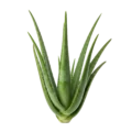 Aloe vera planta medicinal y cosmética con hojas gruesas y espinosas de color verde brillante en fondo blanco.