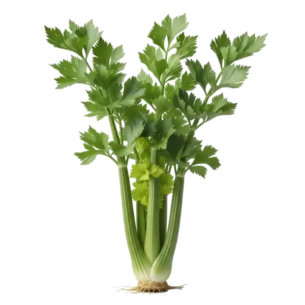 Verdura fresca y orgánica de huerto bio, saludable y natural, ideal para tus recetas.